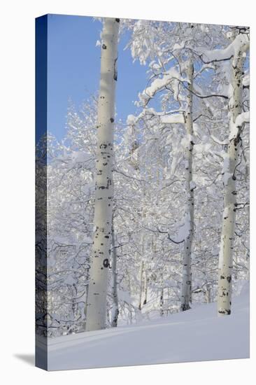 Fresh Snow, Big Cottonwood Canyon, Uinta Wasatch Cache Nf, Utah-Howie Garber-Premier Image Canvas