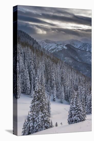 Fresh Snow in Evergreens, Wasatch Mountains, Uinta-Wasatch-Cache, Utah-Howie Garber-Premier Image Canvas