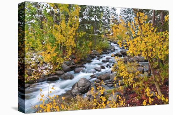 Fresh Snow on Aspens and Pines Along Bishop Creek, Inyo National Forest, California-Russ Bishop-Premier Image Canvas