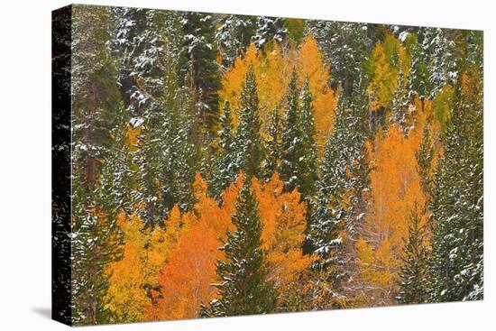 Fresh Snow on Aspens and Pines Along Bishop Creek, Inyo National Forest, California-Russ Bishop-Premier Image Canvas