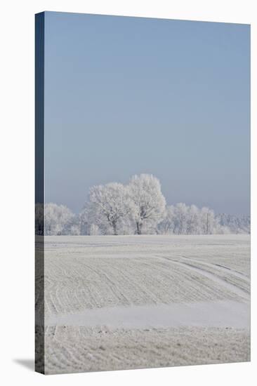 Fresh snowfall in winter scenery-Andrea Haase-Stretched Canvas