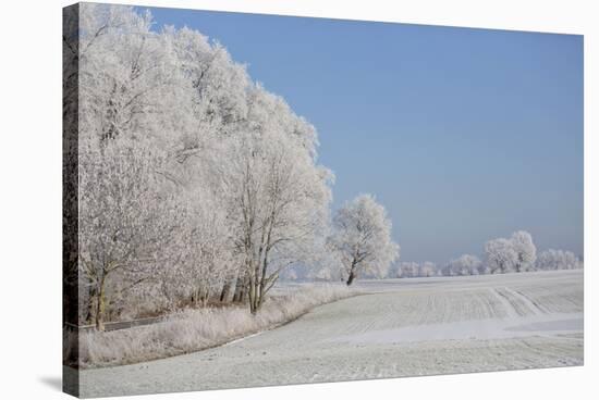 Fresh snowfall in winter scenery-Andrea Haase-Stretched Canvas