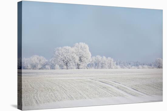 Fresh snowfall in winter scenery-Andrea Haase-Stretched Canvas