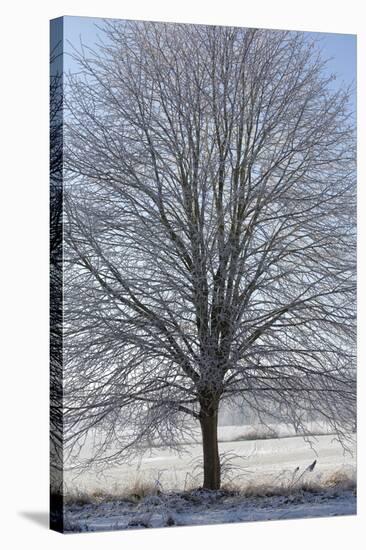 Fresh snowfall on bare broad-leaved tree-Andrea Haase-Stretched Canvas