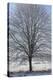 Fresh snowfall on bare broad-leaved tree-Andrea Haase-Stretched Canvas