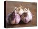 Fresh Violet and White Garlic, Clos Des Iles, Le Brusc, Cote d'Azur, Var, France-Per Karlsson-Premier Image Canvas