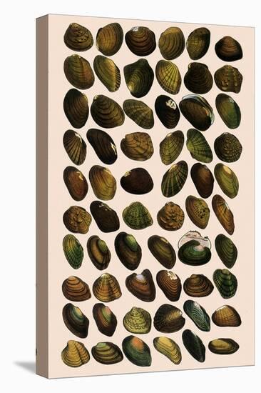 Fresh-Water Mussels-W Wood-Premier Image Canvas