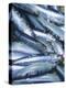 Freshly Caught Sardines (Brittany, France)-Joerg Lehmann-Premier Image Canvas