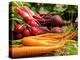 Freshly Harvested Carrots, Beetroot and Radishes from a Summer Garden, Norfolk, July-Gary Smith-Premier Image Canvas