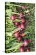 Freshly harvested small radishes in the meadow, Raphanus sativus var. sativus-David & Micha Sheldon-Premier Image Canvas