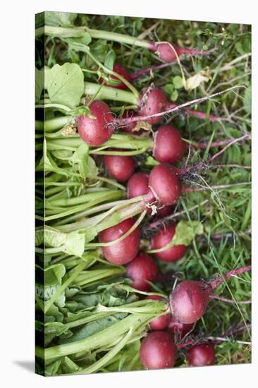 Freshly harvested small radishes in the meadow, Raphanus sativus var. sativus-David & Micha Sheldon-Stretched Canvas