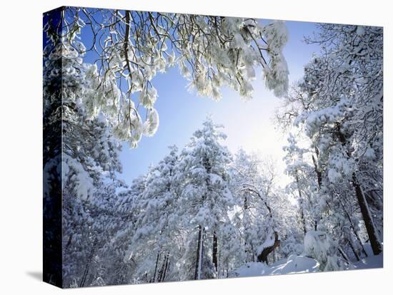 Freshly Snow-Covered Trees in Sunlight, Laguna Mountains, Cleveland National Forest, California-Christopher Talbot Frank-Premier Image Canvas