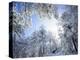 Freshly Snow-Covered Trees in Sunlight, Laguna Mountains, Cleveland National Forest, California-Christopher Talbot Frank-Premier Image Canvas