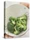 Freshly Washed Broccoli Florets in Sieve-William Lingwood-Premier Image Canvas