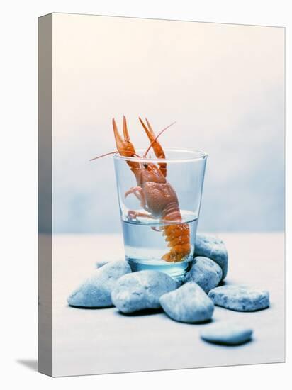 Freshwater Crayfish in a Glass of Water-Tim Thiel-Premier Image Canvas