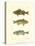 Freshwater Fish I-null-Stretched Canvas