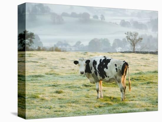 Friesen Cow Standing in Pasture-Ashley Cooper-Premier Image Canvas