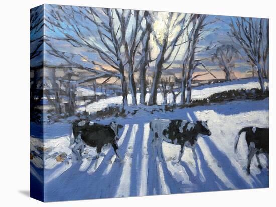 Friesian Cows, 2009-Andrew Macara-Premier Image Canvas