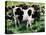 Friesian Cows-Gareth Lloyd Ball-Premier Image Canvas