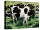 Friesian Cows-Gareth Lloyd Ball-Premier Image Canvas