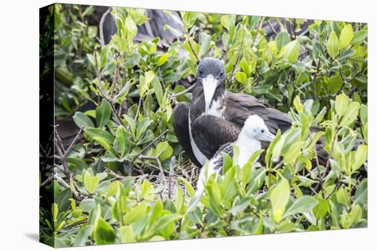 Frigate Bird Sanctuary, Barbuda, Antigua and Barbuda, Leeward Islands, West Indies-Roberto Moiola-Premier Image Canvas