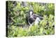 Frigate Bird Sanctuary, Barbuda, Antigua and Barbuda, Leeward Islands, West Indies-Roberto Moiola-Premier Image Canvas