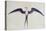 Frigate Bird-John White-Premier Image Canvas