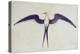 Frigate Bird-John White-Premier Image Canvas