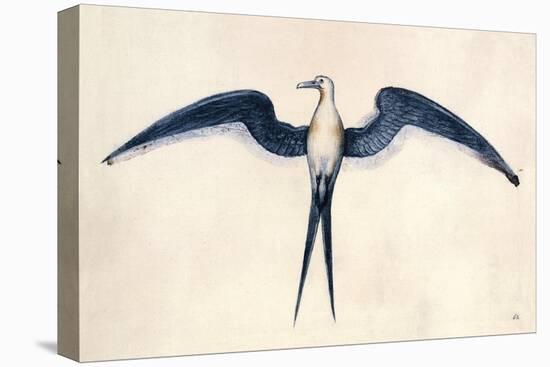 Frigate Bird-John White-Stretched Canvas