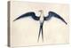 Frigate Bird-John White-Stretched Canvas