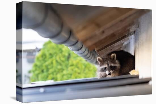 Frightened Raccoon Sits on a Shed Roof in Broad Daylight-A Kiro-Premier Image Canvas