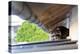 Frightened Raccoon Sits on a Shed Roof in Broad Daylight-A Kiro-Premier Image Canvas