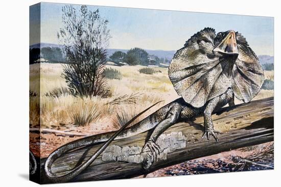 Frilled-Neck Lizard or Frilled Dragon (Chlamydosaurus Kingii), Agamidae-null-Premier Image Canvas