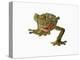 Fringed Gecko-Martin Harvey-Premier Image Canvas