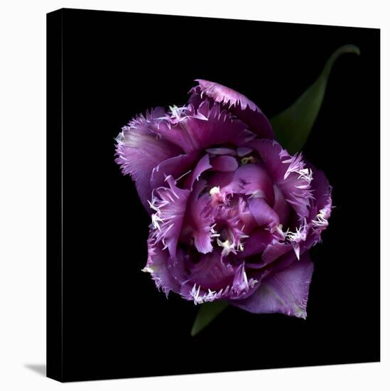 Fringed Pink Tulip-Magda Indigo-Stretched Canvas