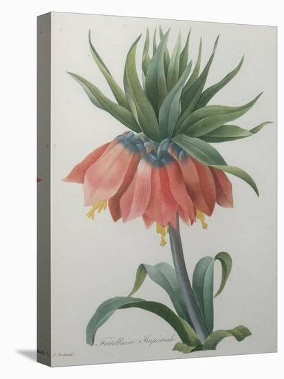 Fritillaire - Imperial Crown Flower-Pierre-Joseph Redoute-Stretched Canvas