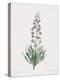 Fritillaria Persica-Pierre Joseph Redoute-Stretched Canvas