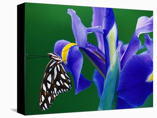 Fritillary Butterfly on a Dutch Iris-Darrell Gulin-Premier Image Canvas