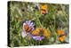 Fritillary butterfly with Scarce copper butterflies, Alps, France-Konrad Wothe-Premier Image Canvas