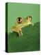 Frog Clinging to Leaf-David Aubrey-Premier Image Canvas