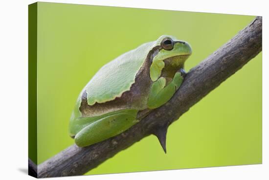 Frog, European Tree Frog, Hyla Arborea-Rainer Mirau-Premier Image Canvas