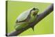 Frog, European Tree Frog, Hyla Arborea-Rainer Mirau-Premier Image Canvas