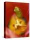 Frog in Tulip-Nancy Rotenberg-Premier Image Canvas