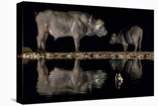 Frog in waterhole with two Cape buffalo in background-Ann & Steve Toon-Premier Image Canvas