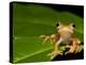 Frog on Leaf, Madagascar-Edwin Giesbers-Premier Image Canvas