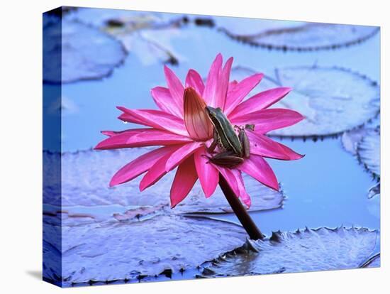 Frog on water lily in pond-Fadil-Premier Image Canvas