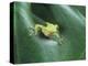 Frog Peeking Out From Leaf-David Aubrey-Premier Image Canvas