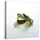 Frog Wearing Beard-Christopher C Collins-Premier Image Canvas