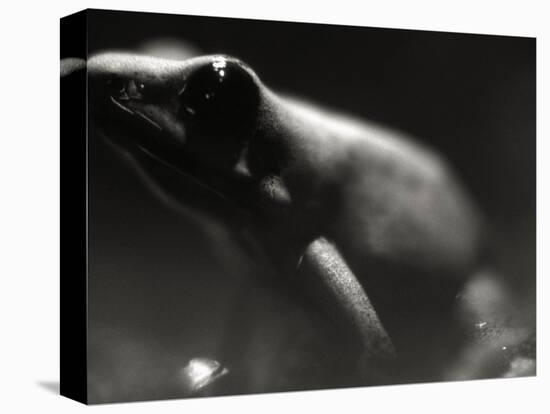 Frog-Henry Horenstein-Premier Image Canvas