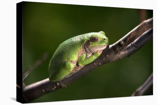 Frog-Gordon Semmens-Premier Image Canvas